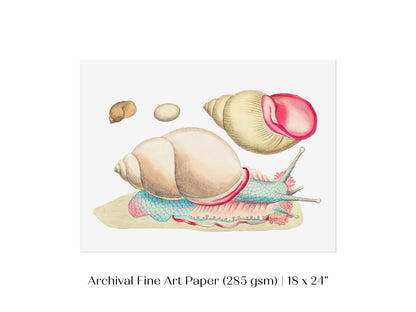 Snail Illustration | P56 - Single Art Prints - Piccolo Fiore Prints