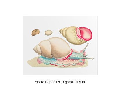 Snail Illustration | P56 - Single Art Prints - Piccolo Fiore Prints