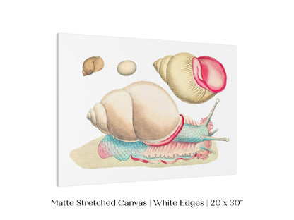 Snail Illustration | P56 - Single Art Prints - Piccolo Fiore Prints