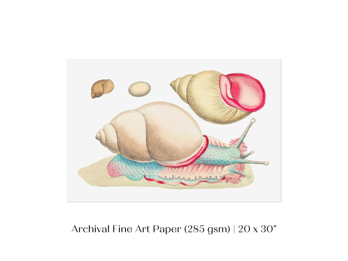 Snail Illustration | P56 - Single Art Prints - Piccolo Fiore Prints