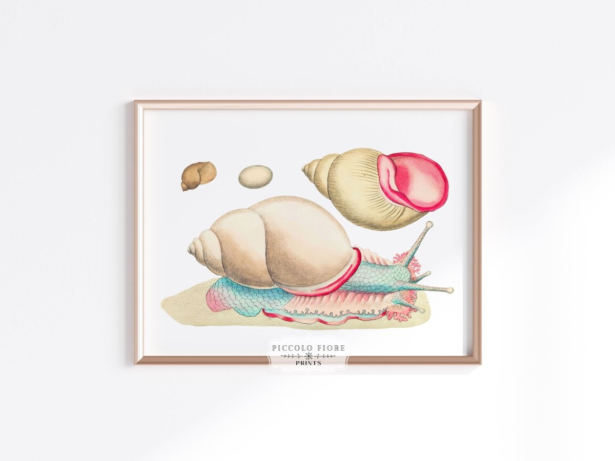 Snail Illustration | P56 - Single Art Prints - Piccolo Fiore Prints