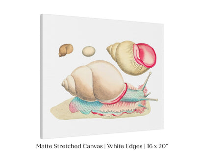 Snail Illustration | P56 - Single Art Prints - Piccolo Fiore Prints