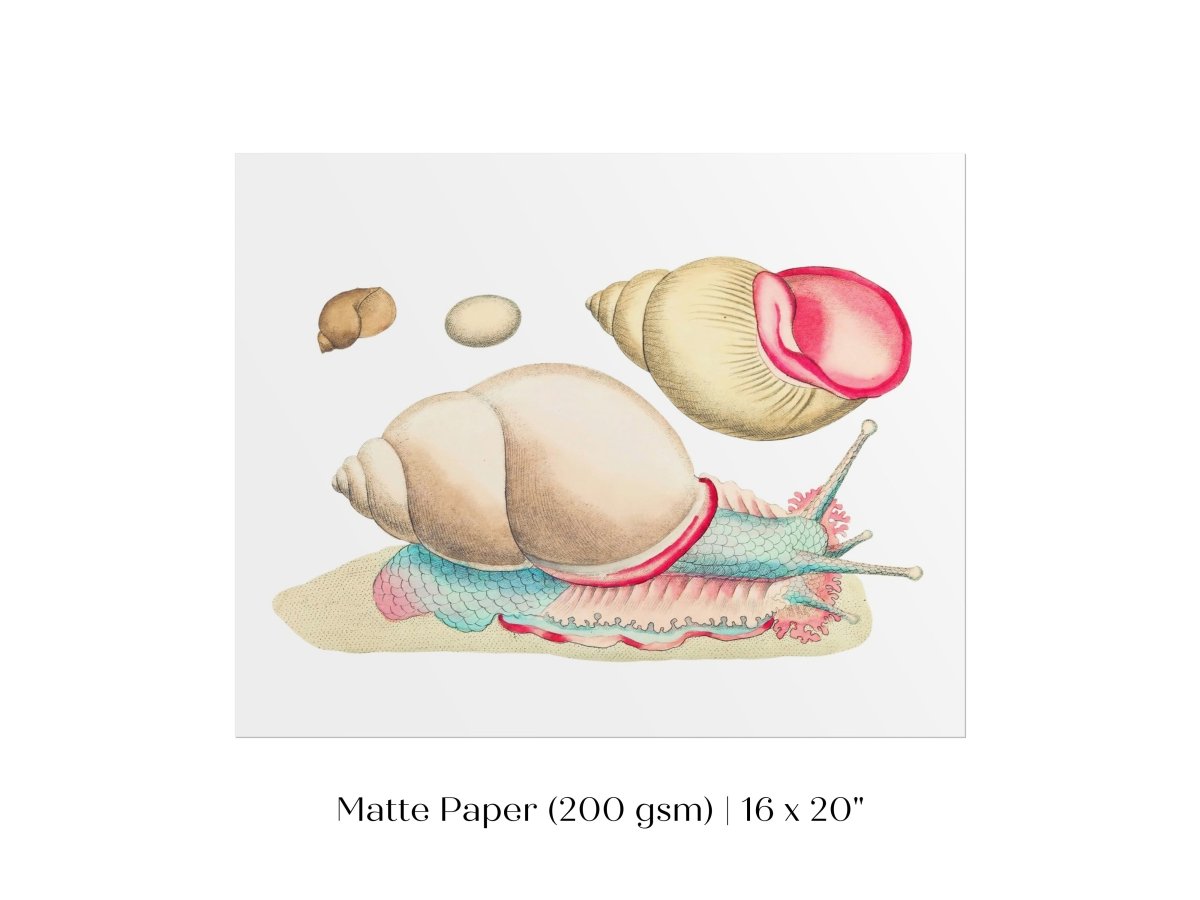 Snail Illustration | P56 - Single Art Prints - Piccolo Fiore Prints