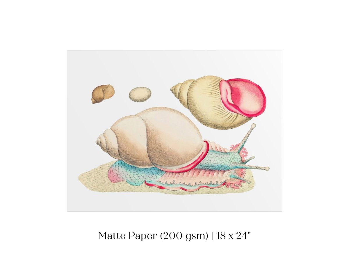 Snail Illustration | P56 - Single Art Prints - Piccolo Fiore Prints