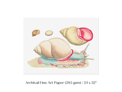 Snail Illustration | P56 - Single Art Prints - Piccolo Fiore Prints