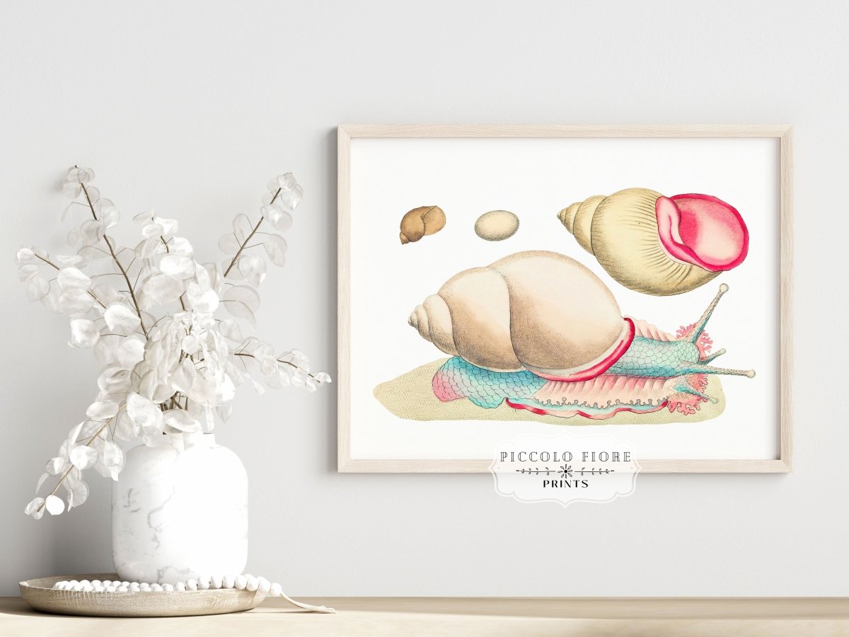 Snail Illustration | P56 - Single Art Prints - Piccolo Fiore Prints