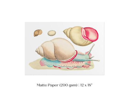 Snail Illustration | P56 - Single Art Prints - Piccolo Fiore Prints