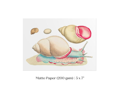 Snail Illustration | P56 - Single Art Prints - Piccolo Fiore Prints