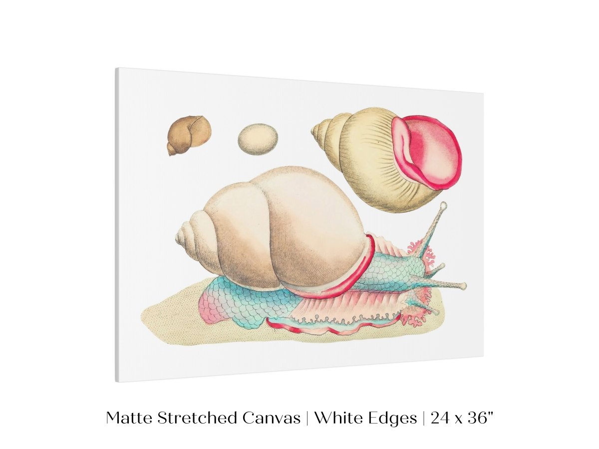 Snail Illustration | P56 - Single Art Prints - Piccolo Fiore Prints