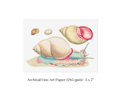 Snail Illustration | P56 - Single Art Prints - Piccolo Fiore Prints