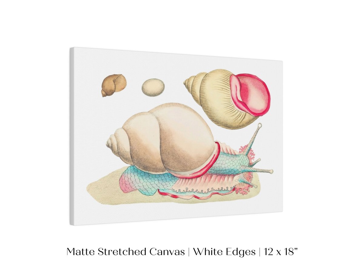 Snail Illustration | P56 - Single Art Prints - Piccolo Fiore Prints