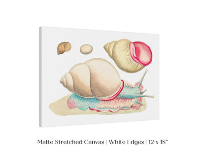 Snail Illustration | P56 - Single Art Prints - Piccolo Fiore Prints