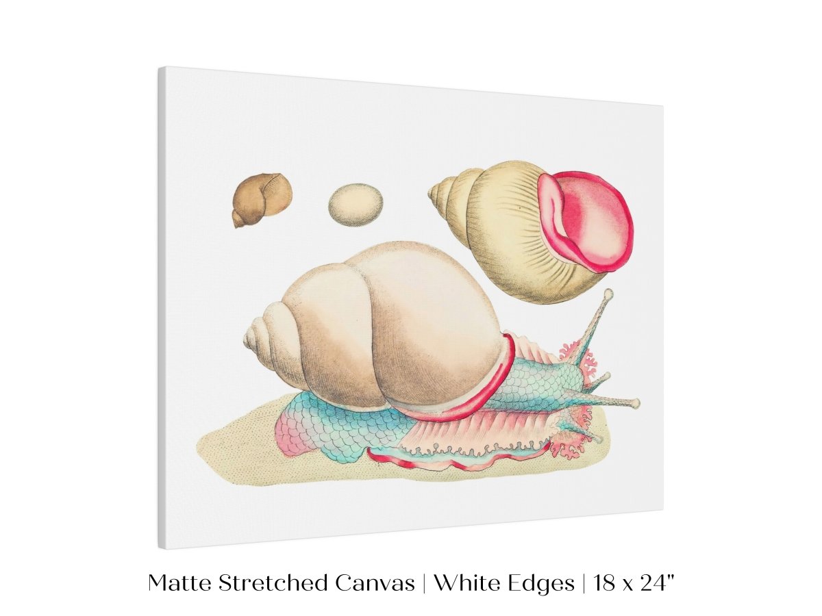 Snail Illustration | P56 - Single Art Prints - Piccolo Fiore Prints