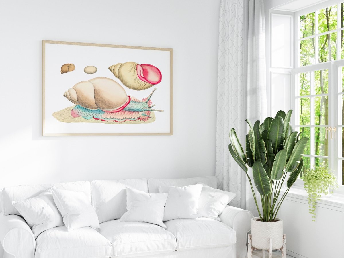 Snail Illustration | P56 - Single Art Prints - Piccolo Fiore Prints