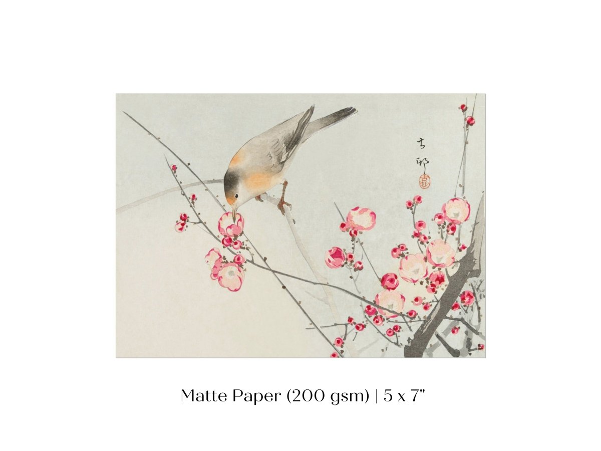 Songbird on Blossom Branch | P147 - Single Art Prints - Piccolo Fiore Prints