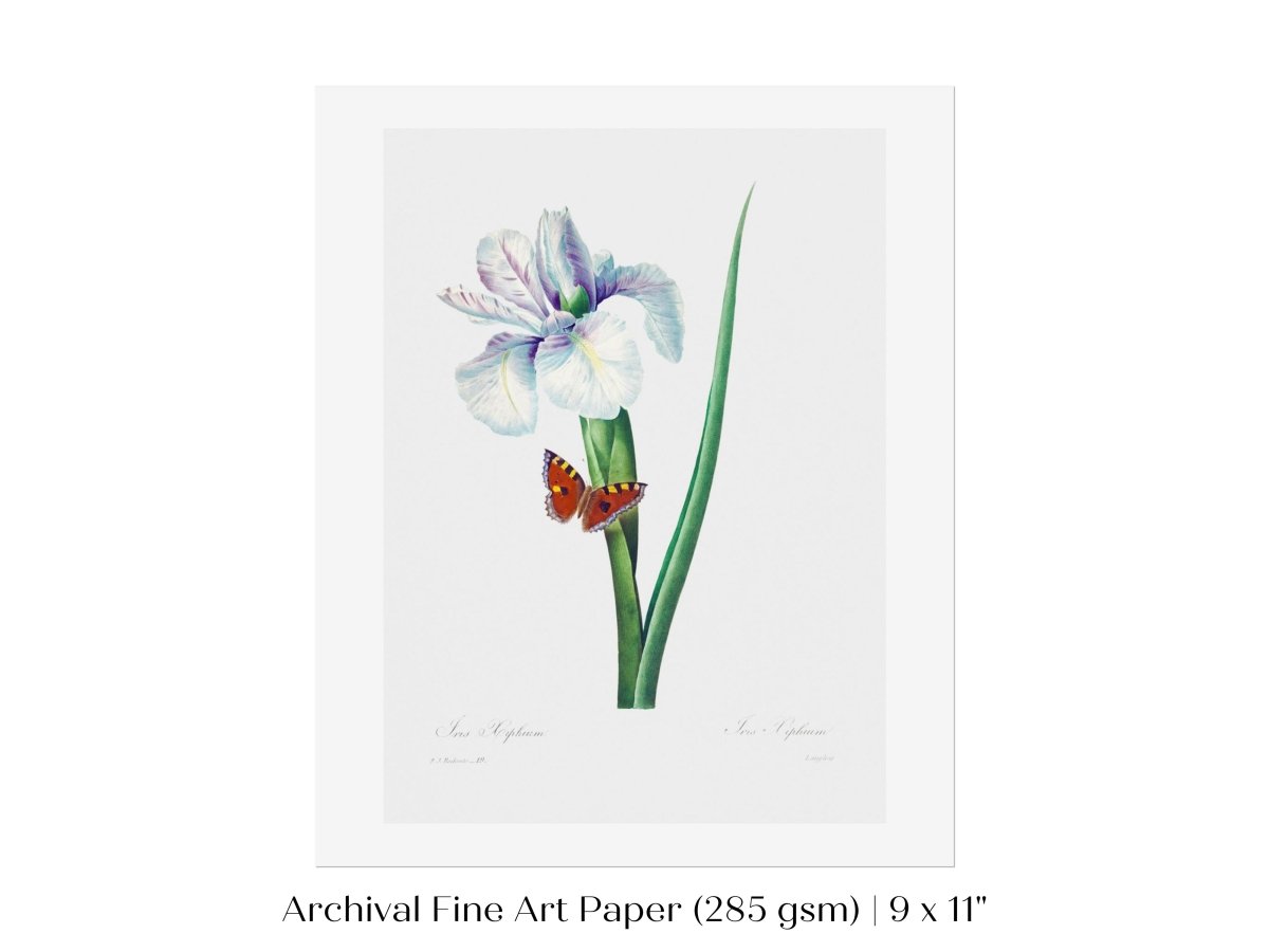 Spanish Iris and Butterfly Illustration | P556 - Single Art Prints - Piccolo Fiore Prints