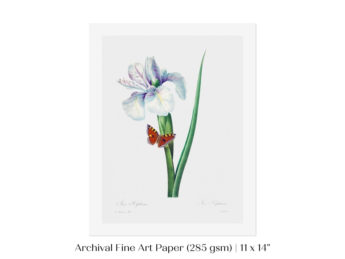 Spanish Iris and Butterfly Illustration | P556 - Single Art Prints - Piccolo Fiore Prints