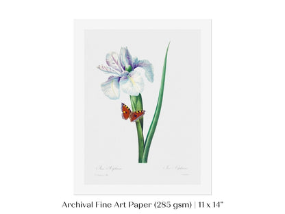 Spanish Iris and Butterfly Illustration | P556 - Single Art Prints - Piccolo Fiore Prints