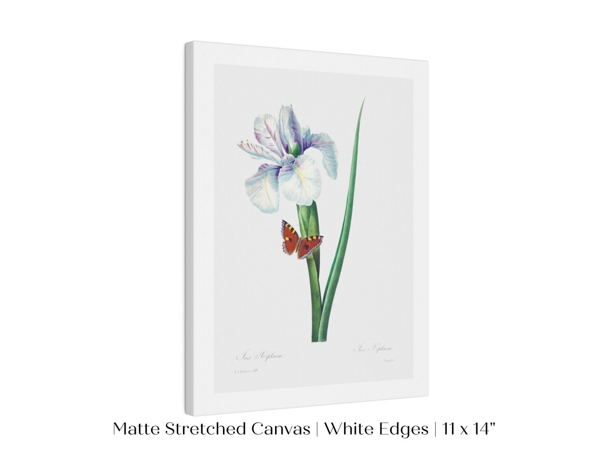 Spanish Iris and Butterfly Illustration | P556 - Single Art Prints - Piccolo Fiore Prints