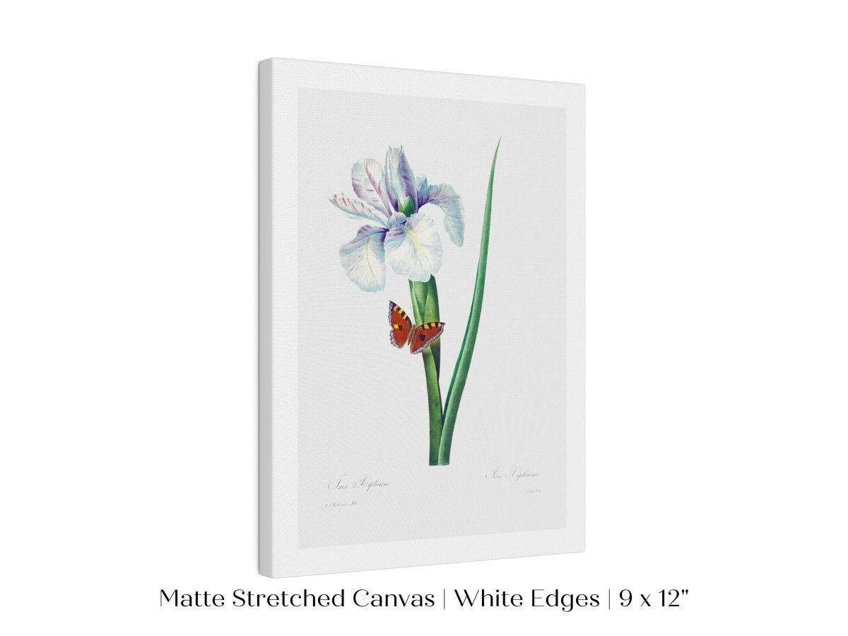 Spanish Iris and Butterfly Illustration | P556 - Single Art Prints - Piccolo Fiore Prints