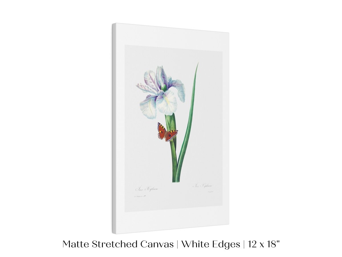 Spanish Iris and Butterfly Illustration | P556 - Single Art Prints - Piccolo Fiore Prints