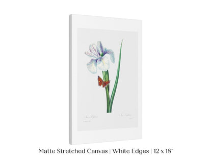 Spanish Iris and Butterfly Illustration | P556 - Single Art Prints - Piccolo Fiore Prints