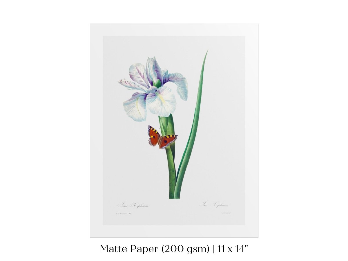 Spanish Iris and Butterfly Illustration | P556 - Single Art Prints - Piccolo Fiore Prints