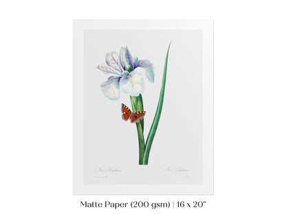Spanish Iris and Butterfly Illustration | P556 - Single Art Prints - Piccolo Fiore Prints