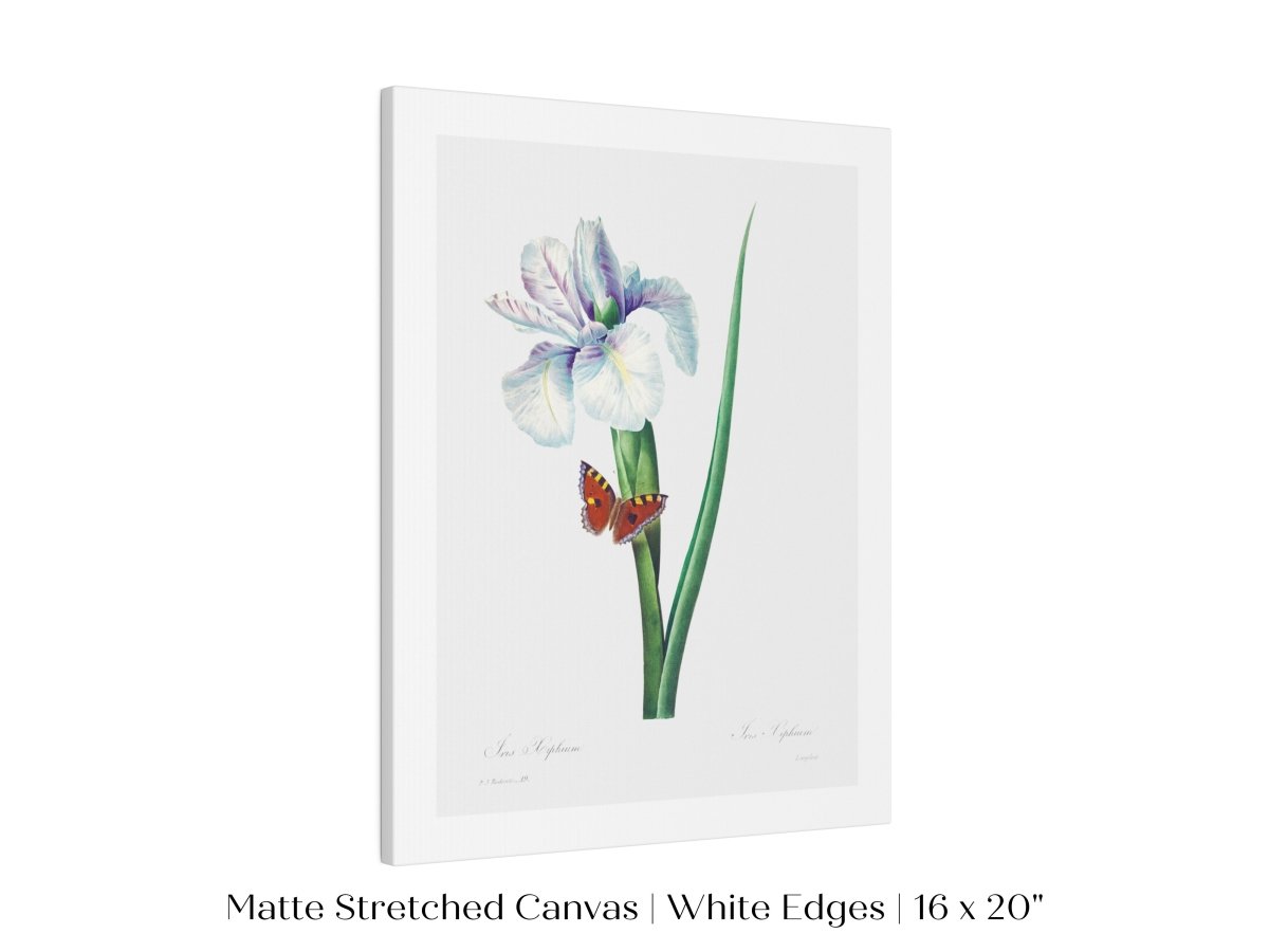 Spanish Iris and Butterfly Illustration | P556 - Single Art Prints - Piccolo Fiore Prints