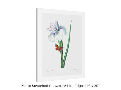 Spanish Iris and Butterfly Illustration | P556 - Single Art Prints - Piccolo Fiore Prints