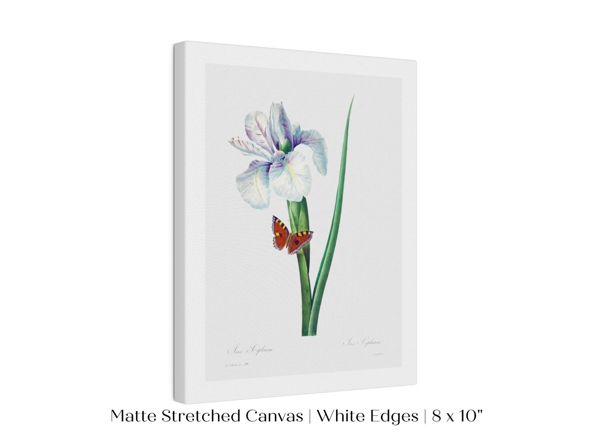 Spanish Iris and Butterfly Illustration | P556 - Single Art Prints - Piccolo Fiore Prints