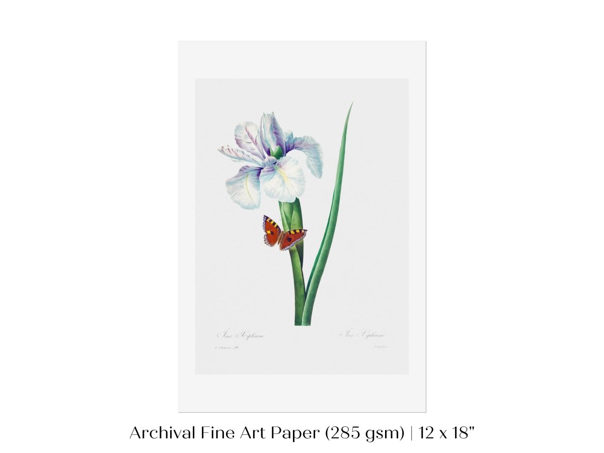 Spanish Iris and Butterfly Illustration | P556 - Single Art Prints - Piccolo Fiore Prints