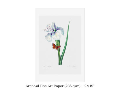 Spanish Iris and Butterfly Illustration | P556 - Single Art Prints - Piccolo Fiore Prints