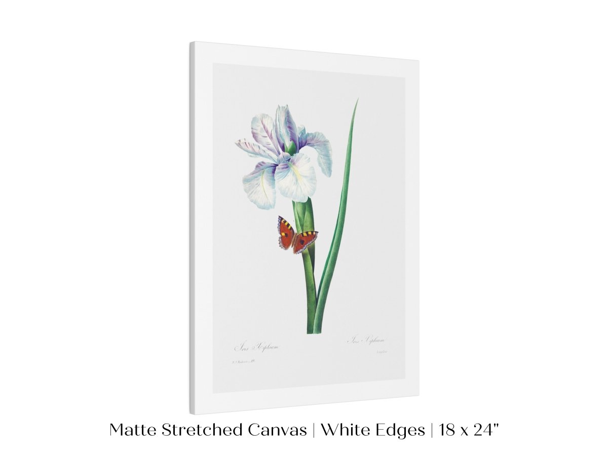 Spanish Iris and Butterfly Illustration | P556 - Single Art Prints - Piccolo Fiore Prints