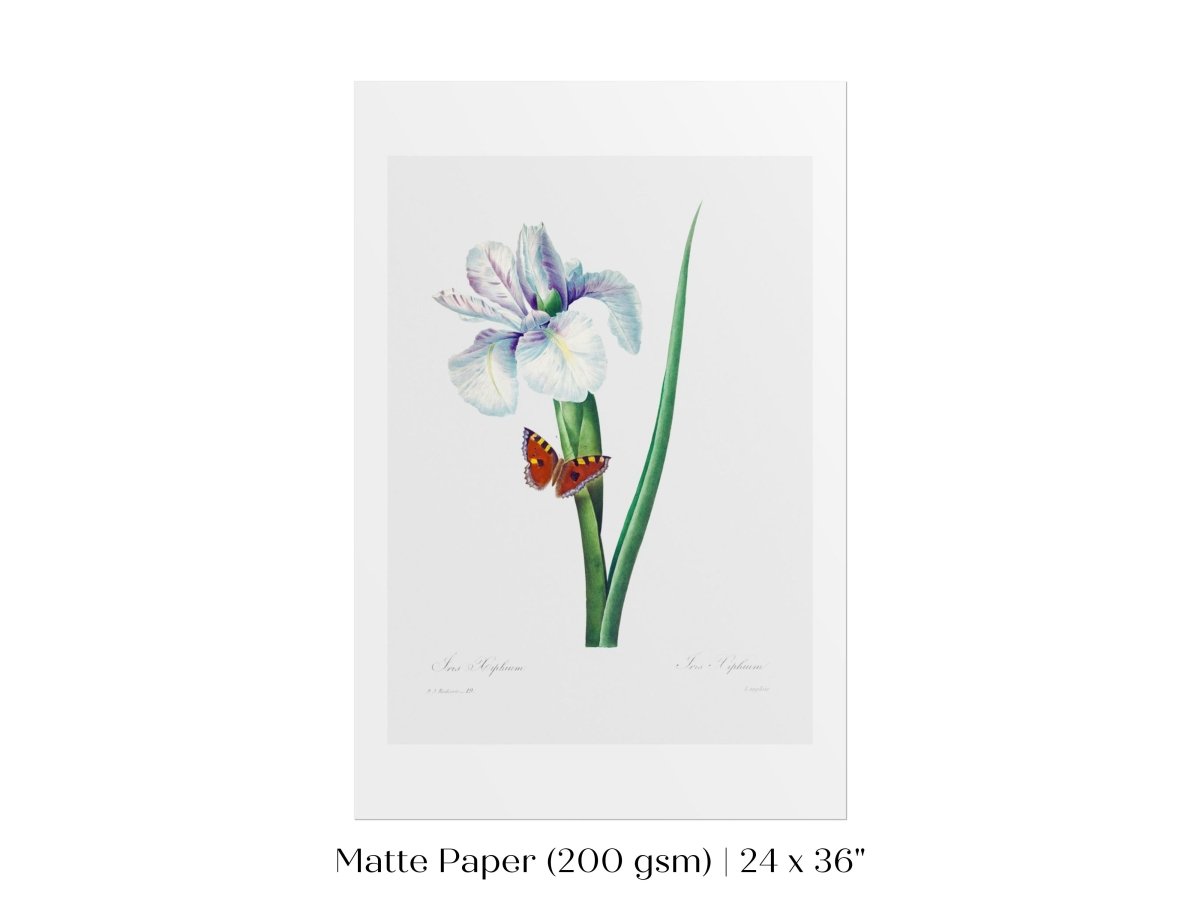 Spanish Iris and Butterfly Illustration | P556 - Single Art Prints - Piccolo Fiore Prints