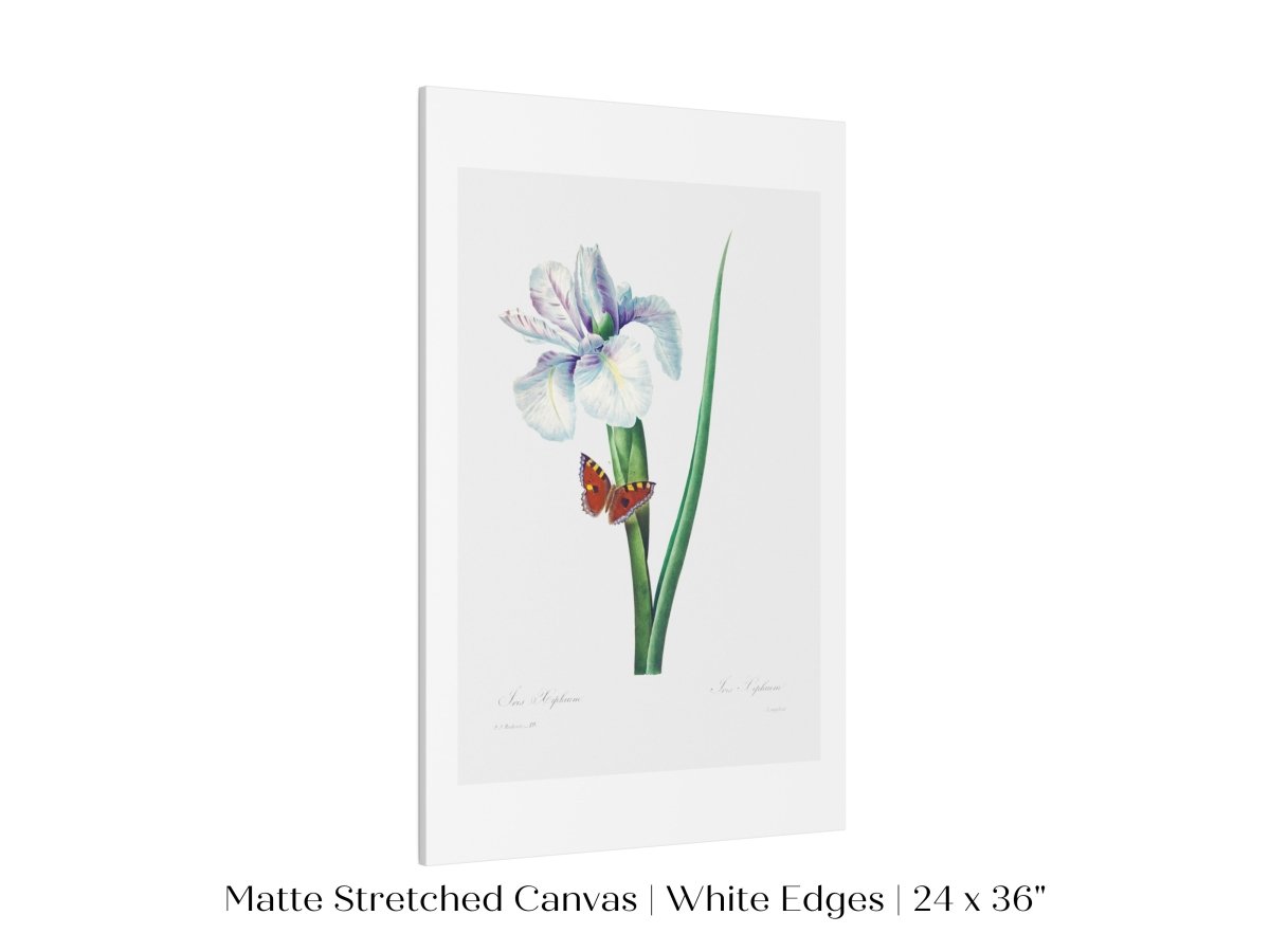 Spanish Iris and Butterfly Illustration | P556 - Single Art Prints - Piccolo Fiore Prints