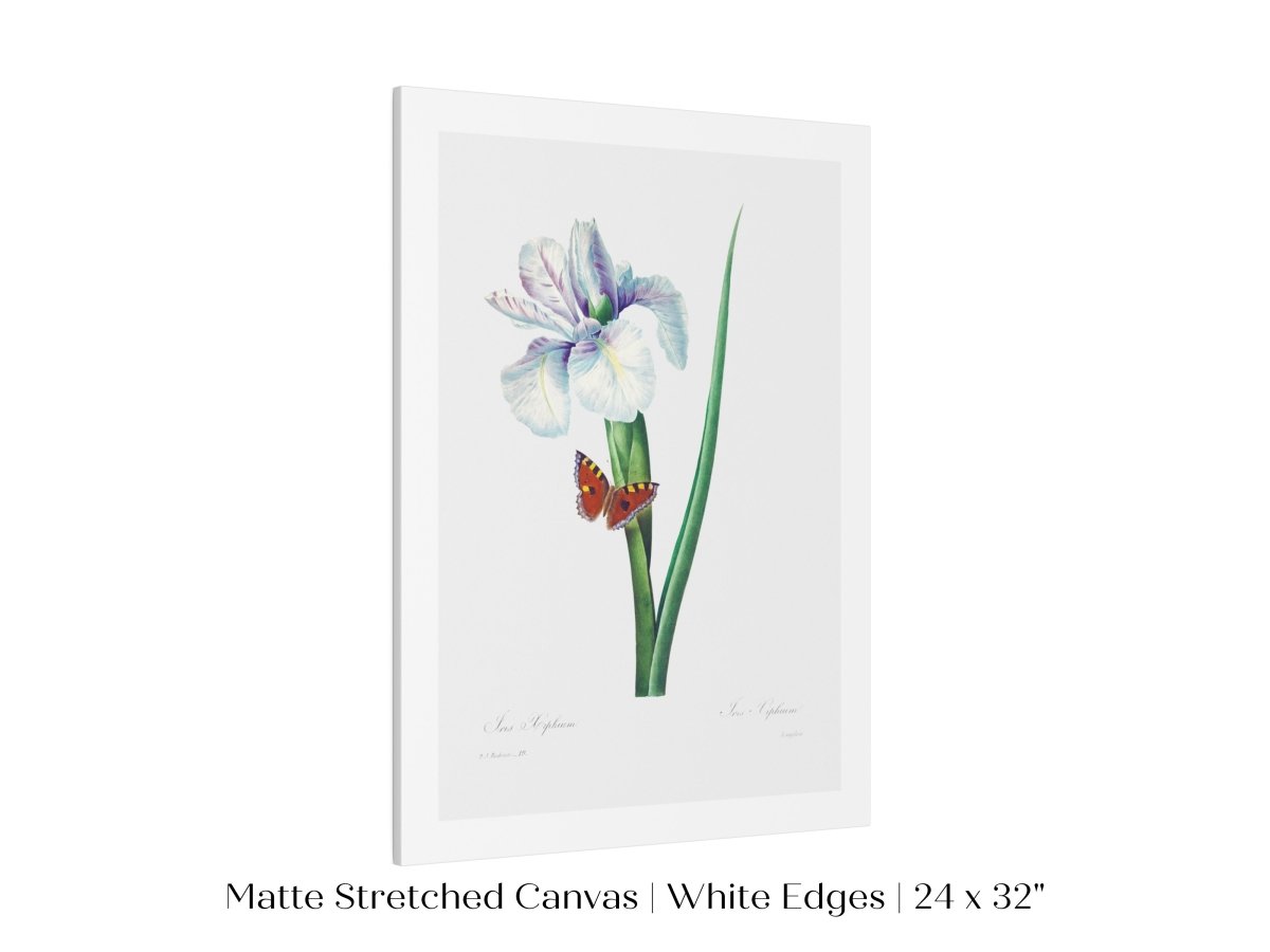 Spanish Iris and Butterfly Illustration | P556 - Single Art Prints - Piccolo Fiore Prints