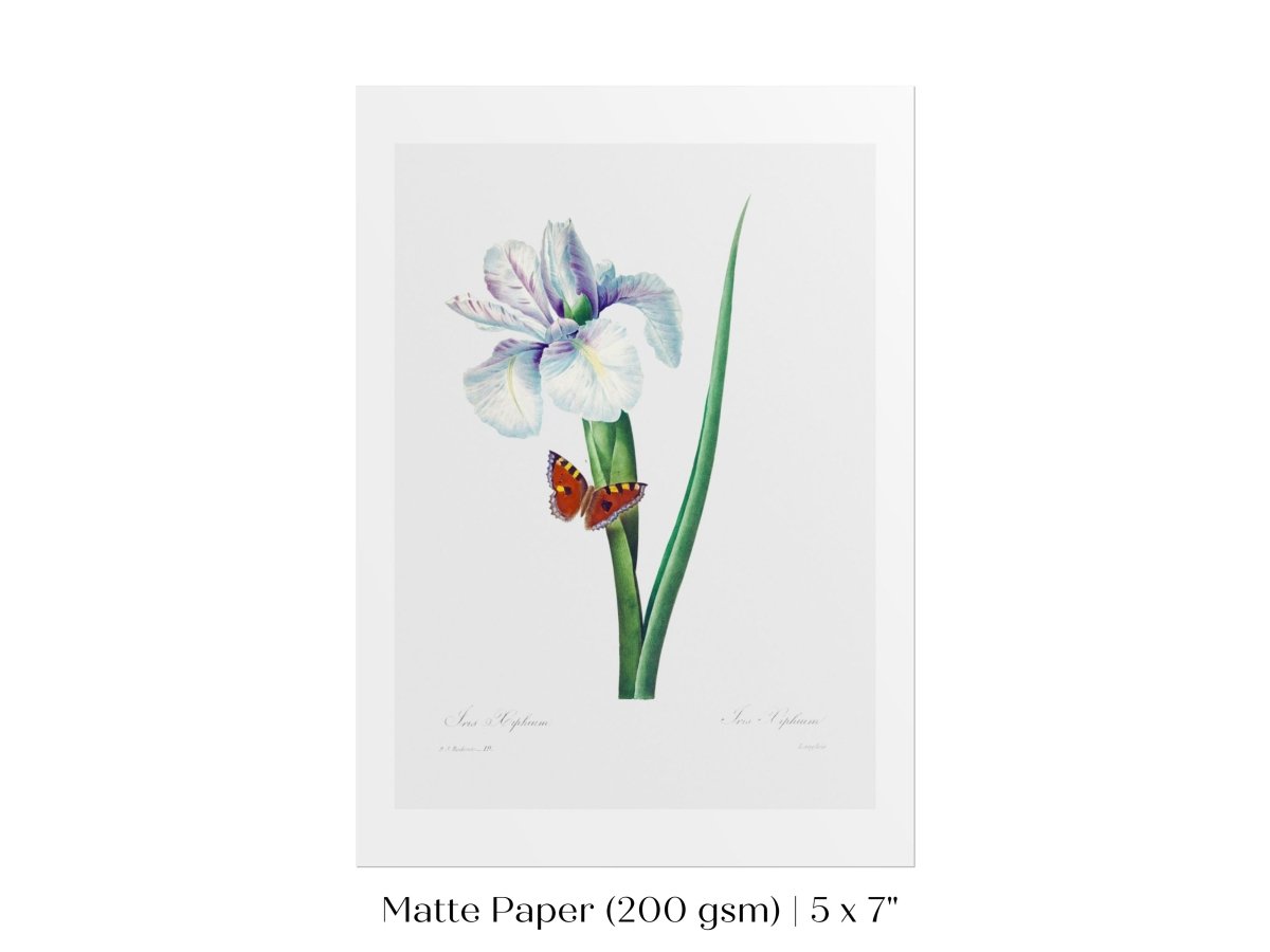 Spanish Iris and Butterfly Illustration | P556 - Single Art Prints - Piccolo Fiore Prints