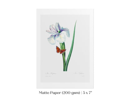 Spanish Iris and Butterfly Illustration | P556 - Single Art Prints - Piccolo Fiore Prints