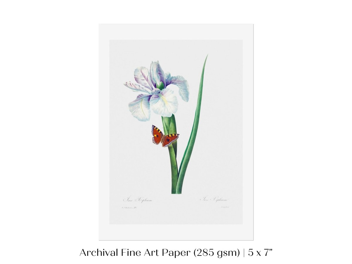 Spanish Iris and Butterfly Illustration | P556 - Single Art Prints - Piccolo Fiore Prints