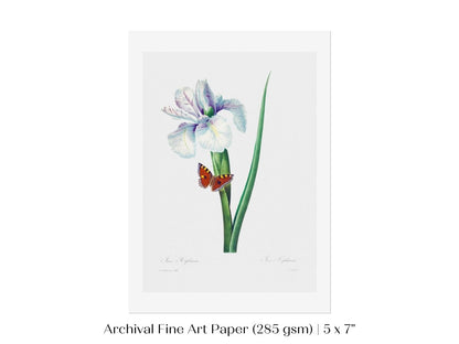 Spanish Iris and Butterfly Illustration | P556 - Single Art Prints - Piccolo Fiore Prints