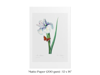 Spanish Iris and Butterfly Illustration | P556 - Single Art Prints - Piccolo Fiore Prints