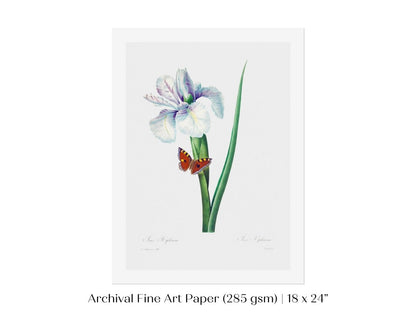 Spanish Iris and Butterfly Illustration | P556 - Single Art Prints - Piccolo Fiore Prints