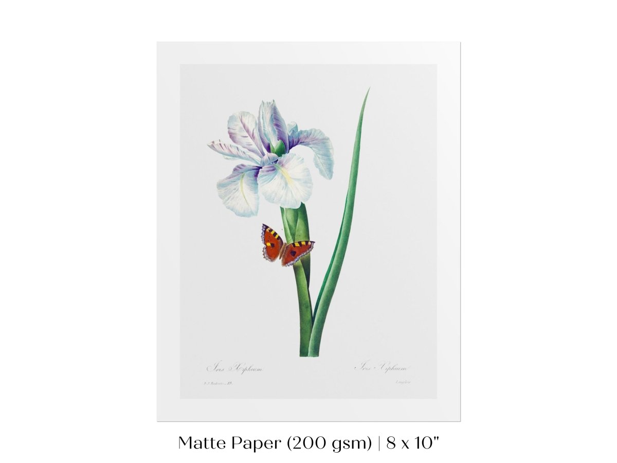 Spanish Iris and Butterfly Illustration | P556 - Single Art Prints - Piccolo Fiore Prints
