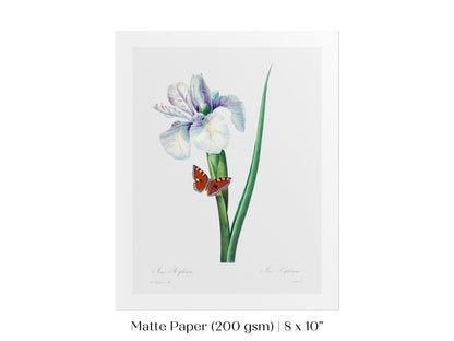 Spanish Iris and Butterfly Illustration | P556 - Single Art Prints - Piccolo Fiore Prints