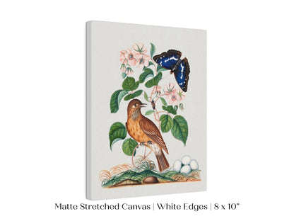 Spotted Flycatcher and Butterfly Illustration | P206 - Single Art Prints - Piccolo Fiore Prints