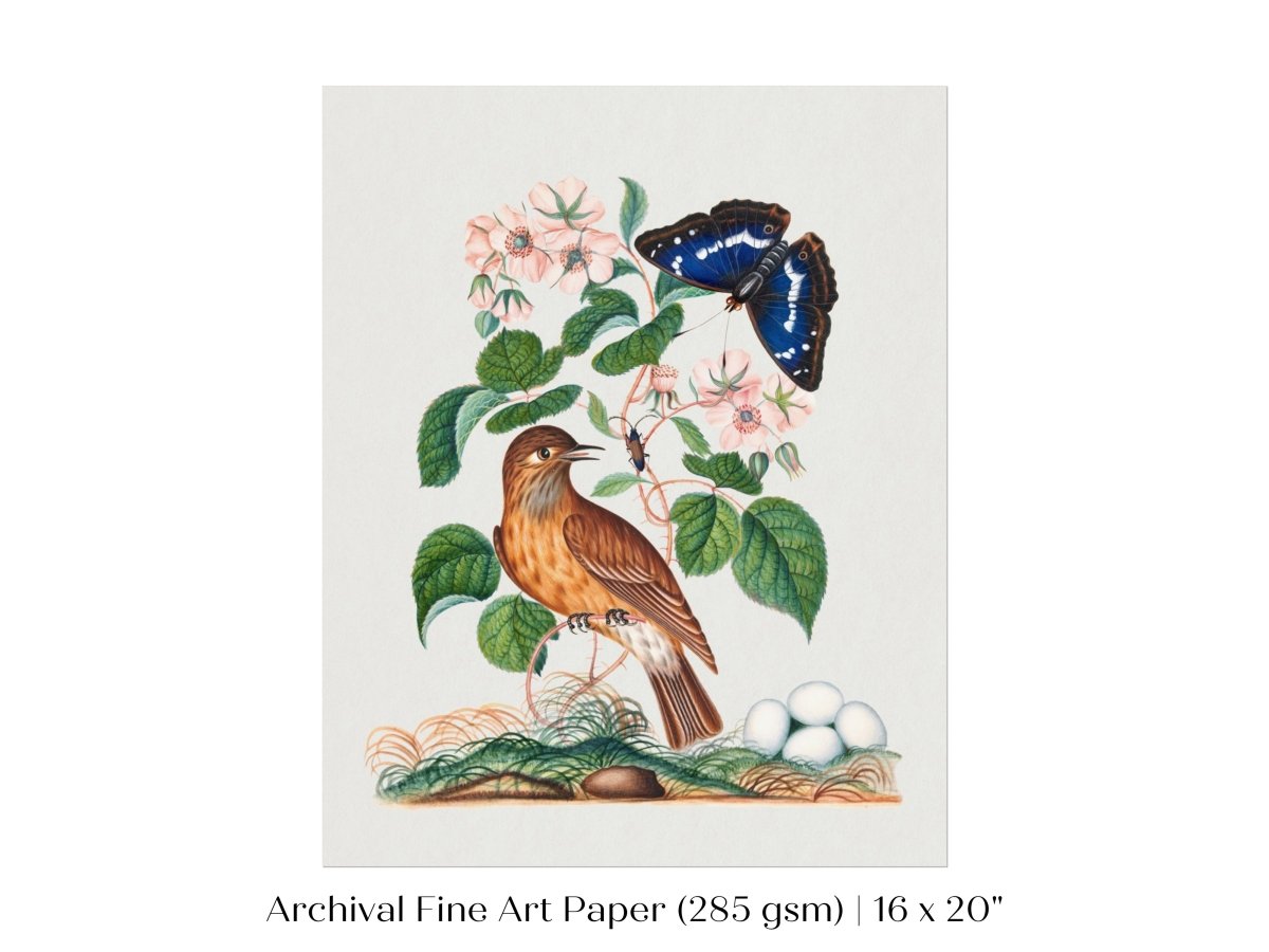 Spotted Flycatcher and Butterfly Illustration | P206 - Single Art Prints - Piccolo Fiore Prints