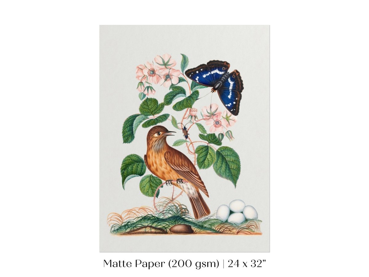 Spotted Flycatcher and Butterfly Illustration | P206 - Single Art Prints - Piccolo Fiore Prints