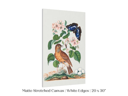 Spotted Flycatcher and Butterfly Illustration | P206 - Single Art Prints - Piccolo Fiore Prints