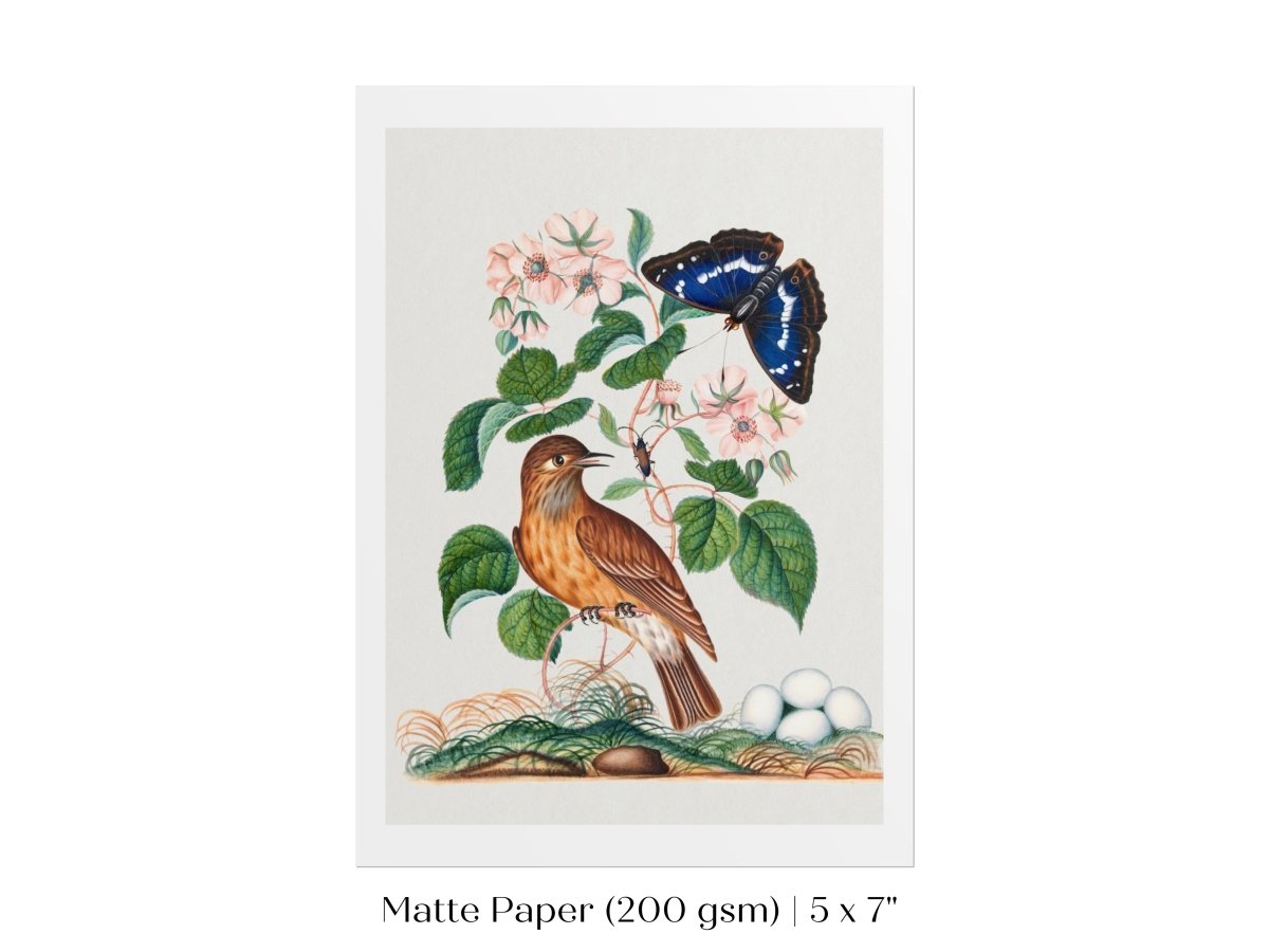 Spotted Flycatcher and Butterfly Illustration | P206 - Single Art Prints - Piccolo Fiore Prints